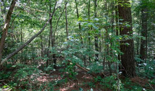 Photo #45 of SOLD property in Off Mt Carmel Road, Carthage, NC 6.3 acres