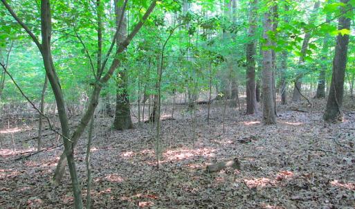 Photo #20 of SOLD property in Lot 69 Point Drive, Bumpass, VA 1.2 acres