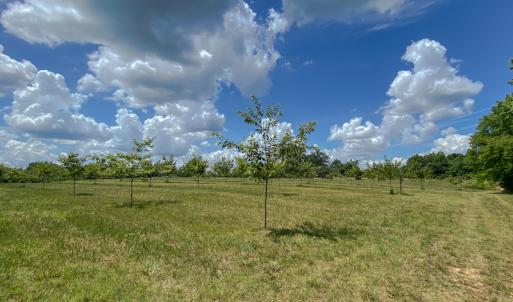 Photo #17 of Old NC Hwy 86N, Yanceyville, NC 32.1 acres