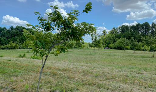 Photo #19 of Old NC Hwy 86N, Yanceyville, NC 32.1 acres