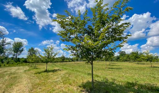 Photo #10 of Old NC Hwy 86N, Yanceyville, NC 32.1 acres