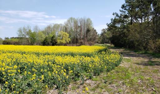Photo #9 of Off Forbes Road, Jarvisburg, NC 123.8 acres