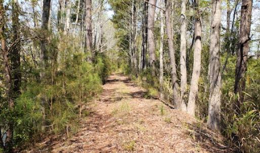Photo #21 of Off Forbes Road, Jarvisburg, NC 123.8 acres