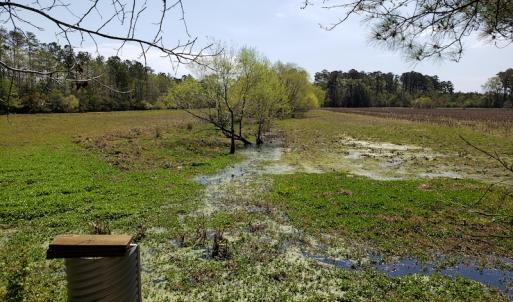 Photo #26 of Off Forbes Road, Jarvisburg, NC 123.8 acres