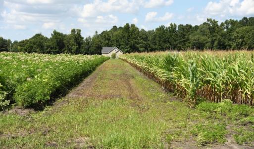 Photo #8 of SOLD property in O-Weyerhaeuser Road, Ayden, NC 18.3 acres