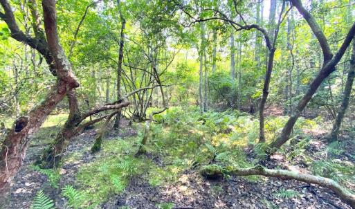 Photo #6 of SOLD property in 9020 Joyner's Bridge Rd, Windsor, VA 21.0 acres