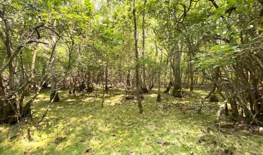 Photo #7 of SOLD property in 9020 Joyner's Bridge Rd, Windsor, VA 21.0 acres