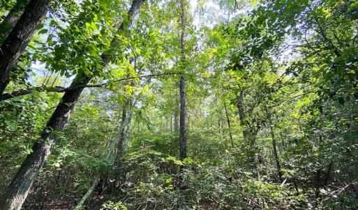 Photo #10 of SOLD property in 9020 Joyner's Bridge Rd, Windsor, VA 21.0 acres
