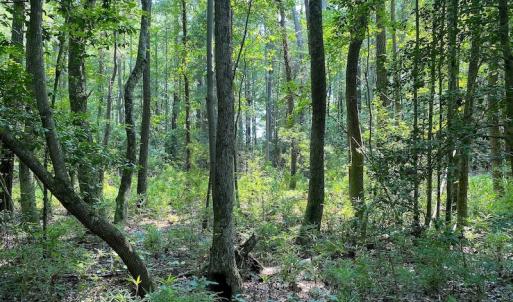 Photo #18 of SOLD property in 9020 Joyner's Bridge Rd, Windsor, VA 21.0 acres