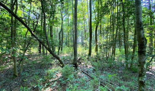 Photo #19 of SOLD property in 9020 Joyner's Bridge Rd, Windsor, VA 21.0 acres