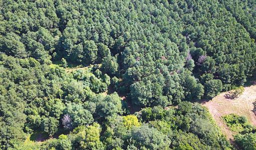 Photo #10 of SOLD property in Off Jackie Lane, Cape Charles, VA 46.0 acres