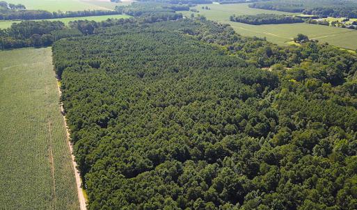 Photo #14 of SOLD property in Off Jackie Lane, Cape Charles, VA 46.0 acres