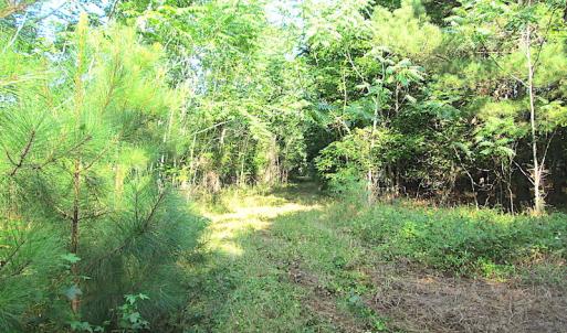 Photo #18 of SOLD property in Off Jackie Lane, Cape Charles, VA 46.0 acres