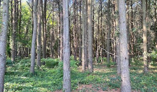 Photo #34 of SOLD property in Off Jackie Lane, Cape Charles, VA 46.0 acres