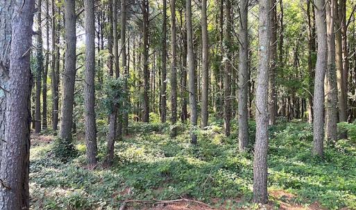 Photo #35 of SOLD property in Off Jackie Lane, Cape Charles, VA 46.0 acres