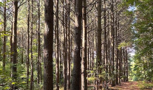 Photo #38 of SOLD property in Off Jackie Lane, Cape Charles, VA 46.0 acres