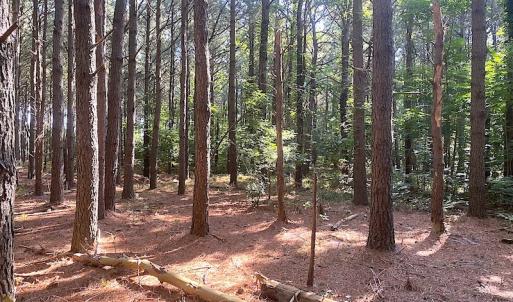 Photo #39 of SOLD property in Off Jackie Lane, Cape Charles, VA 46.0 acres