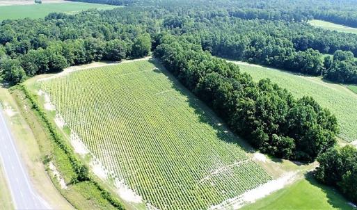 Photo #2 of SOLD property in  Off Hwy 17 and Off Springs Road, Washington, NC 53.0 acres