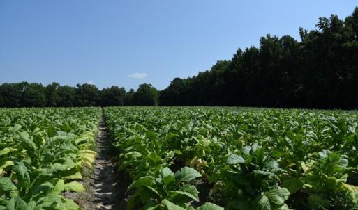 Photo #6 of SOLD property in  Off Hwy 17 and Off Springs Road, Washington, NC 53.0 acres