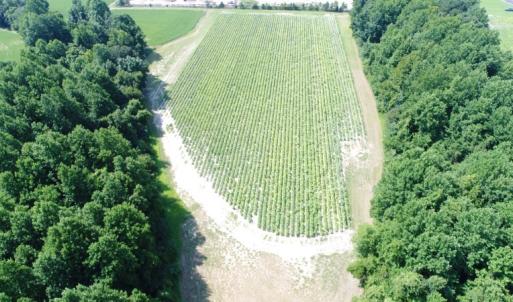Photo #7 of SOLD property in  Off Hwy 17 and Off Springs Road, Washington, NC 53.0 acres