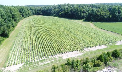 Photo #8 of SOLD property in  Off Hwy 17 and Off Springs Road, Washington, NC 53.0 acres