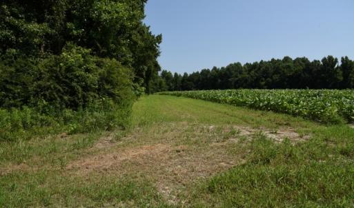 Photo #9 of SOLD property in  Off Hwy 17 and Off Springs Road, Washington, NC 53.0 acres