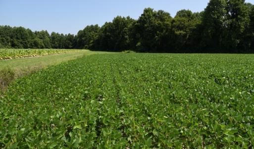Photo #10 of SOLD property in  Off Hwy 17 and Off Springs Road, Washington, NC 53.0 acres
