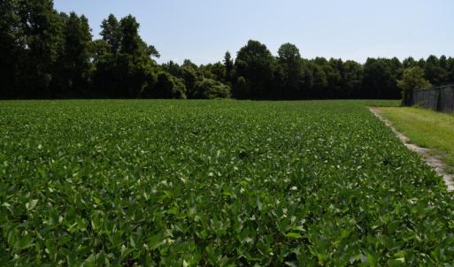 Photo #11 of SOLD property in  Off Hwy 17 and Off Springs Road, Washington, NC 53.0 acres