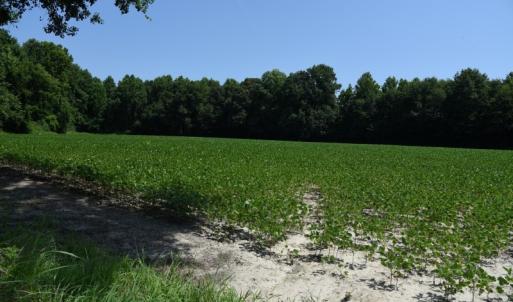 Photo #12 of SOLD property in  Off Hwy 17 and Off Springs Road, Washington, NC 53.0 acres