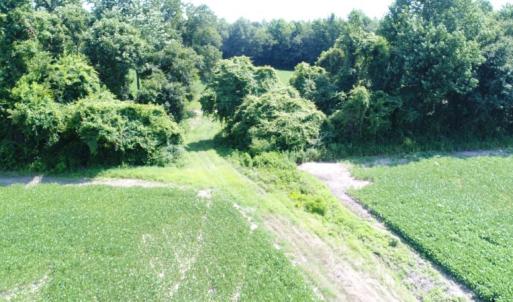 Photo #14 of SOLD property in  Off Hwy 17 and Off Springs Road, Washington, NC 53.0 acres