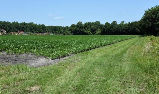 Photo #17 of SOLD property in  Off Hwy 17 and Off Springs Road, Washington, NC 53.0 acres