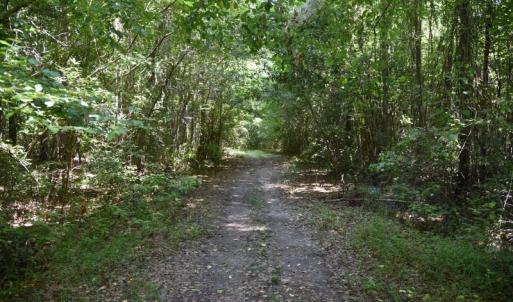 Photo #18 of SOLD property in  Off Hwy 17 and Off Springs Road, Washington, NC 53.0 acres