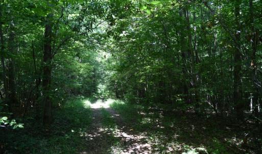 Photo #19 of SOLD property in  Off Hwy 17 and Off Springs Road, Washington, NC 53.0 acres