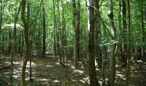 Photo #20 of SOLD property in  Off Hwy 17 and Off Springs Road, Washington, NC 53.0 acres