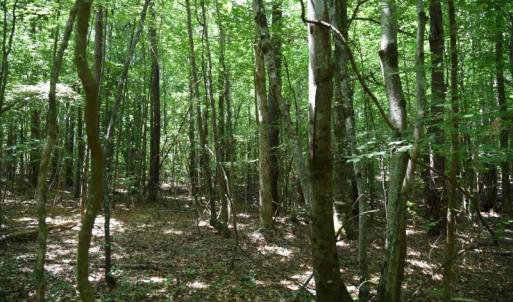 Photo #20 of SOLD property in  Off Hwy 17 and Off Springs Road, Washington, NC 53.0 acres