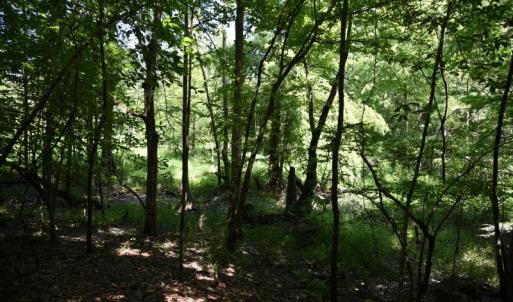 Photo #21 of SOLD property in  Off Hwy 17 and Off Springs Road, Washington, NC 53.0 acres