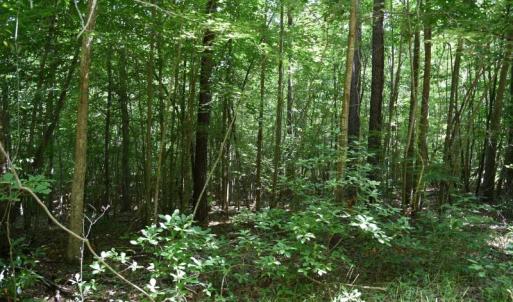 Photo #22 of SOLD property in  Off Hwy 17 and Off Springs Road, Washington, NC 53.0 acres