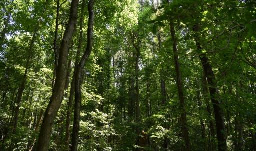 Photo #24 of SOLD property in  Off Hwy 17 and Off Springs Road, Washington, NC 53.0 acres
