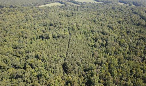 Photo #3 of SOLD property in Off Fletcher Chapel Road, Kenbridge, VA 76.0 acres