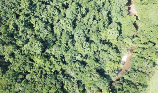 Photo #7 of SOLD property in Off Fletcher Chapel Road, Kenbridge, VA 76.0 acres