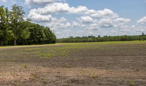Photo #12 of SOLD property in Off Tedder Road, Fairmont, NC 27.9 acres