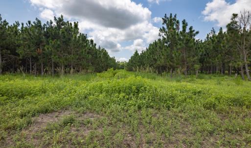 Photo #18 of SOLD property in Off Tedder Road, Fairmont, NC 27.9 acres
