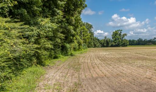 Photo #3 of SOLD property in Off Tedder Road, Fairmont, NC 27.9 acres