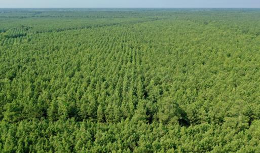 Photo #4 of SOLD property in Off War Tom Road, Aulander, NC 89.0 acres