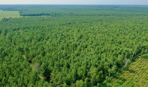 Photo #6 of SOLD property in Off War Tom Road, Aulander, NC 89.0 acres