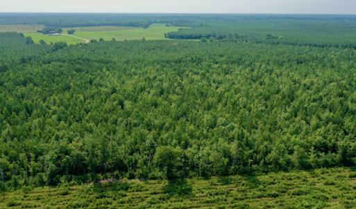Photo #8 of SOLD property in Off War Tom Road, Aulander, NC 89.0 acres