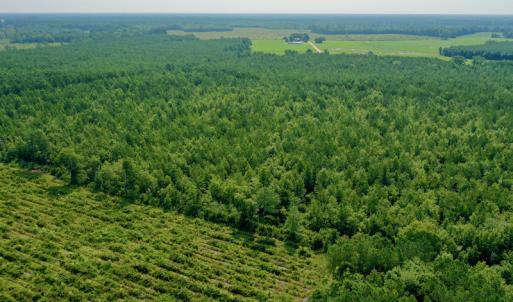Photo #9 of SOLD property in Off War Tom Road, Aulander, NC 89.0 acres