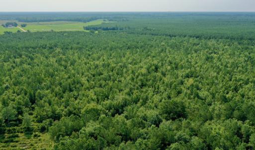 Photo #10 of SOLD property in Off War Tom Road, Aulander, NC 89.0 acres
