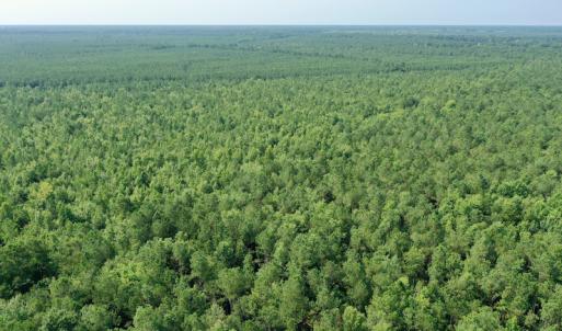 Photo #11 of SOLD property in Off War Tom Road, Aulander, NC 89.0 acres
