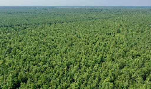 Photo #12 of SOLD property in Off War Tom Road, Aulander, NC 89.0 acres